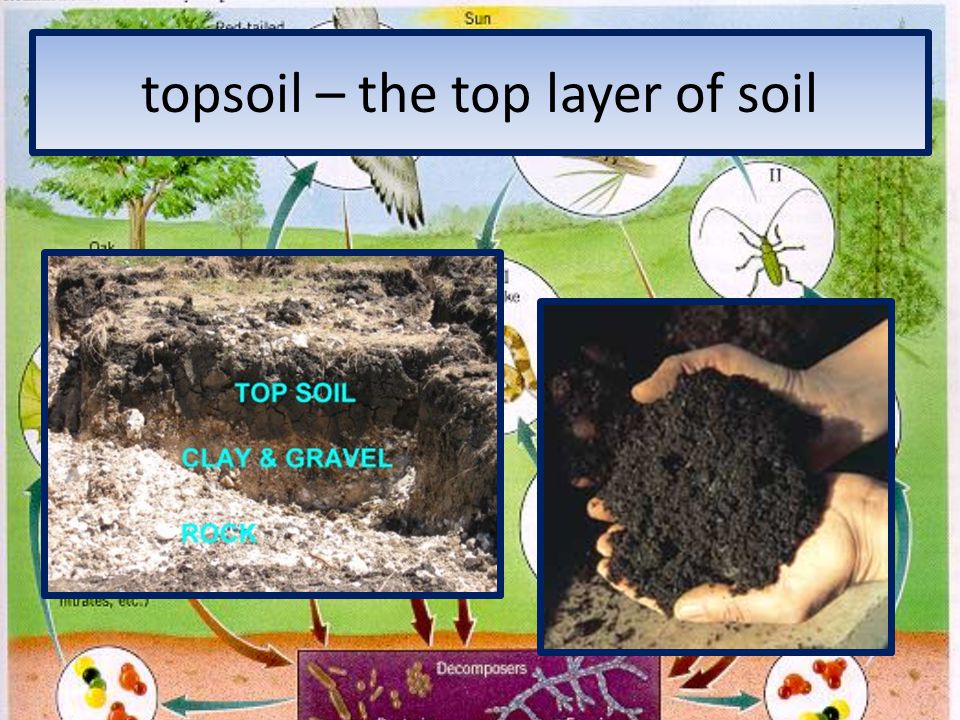 topsoil – the top layer of soil