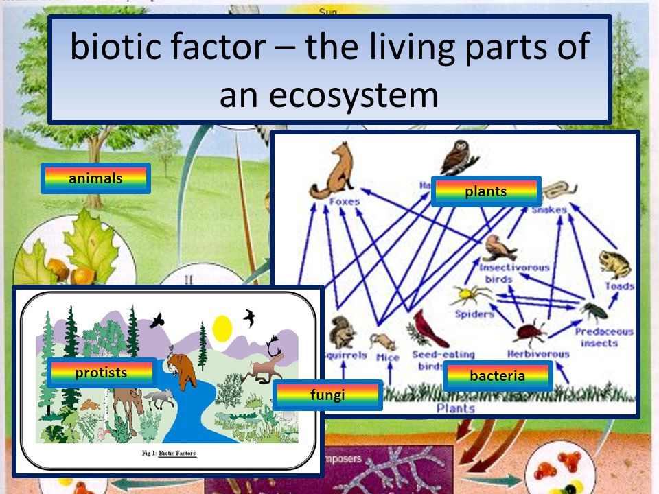 biotic factor – the living parts of an ecosystem