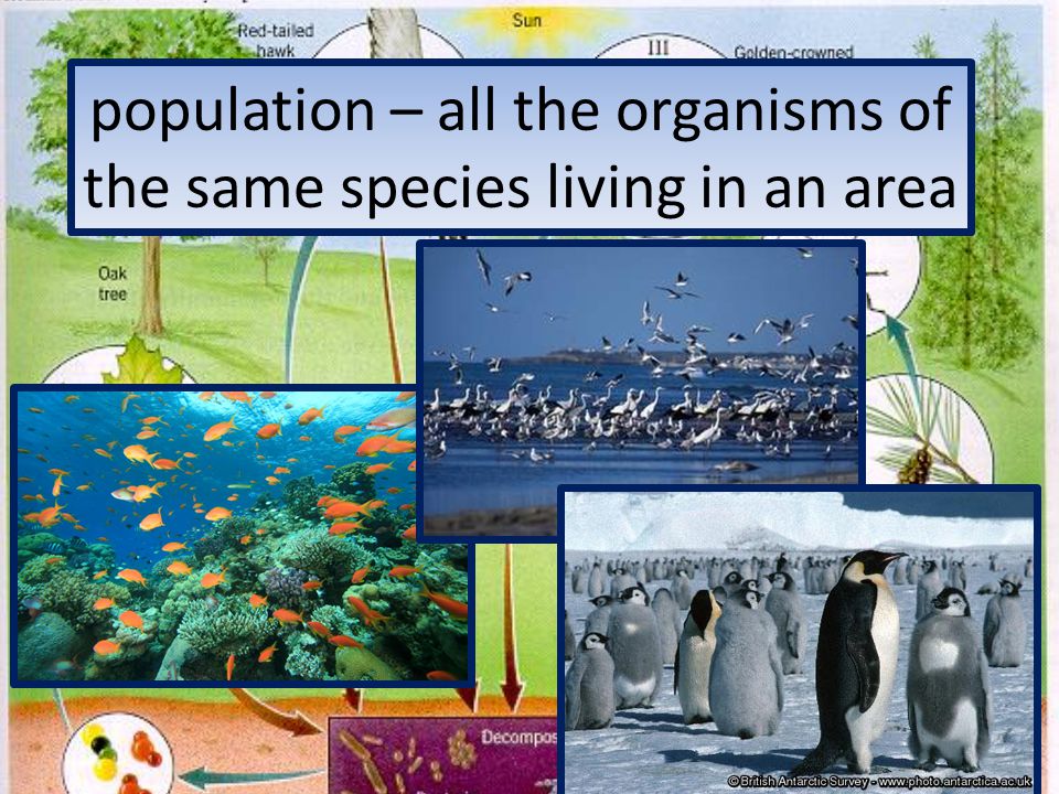 population – all the organisms of the same species living in an area