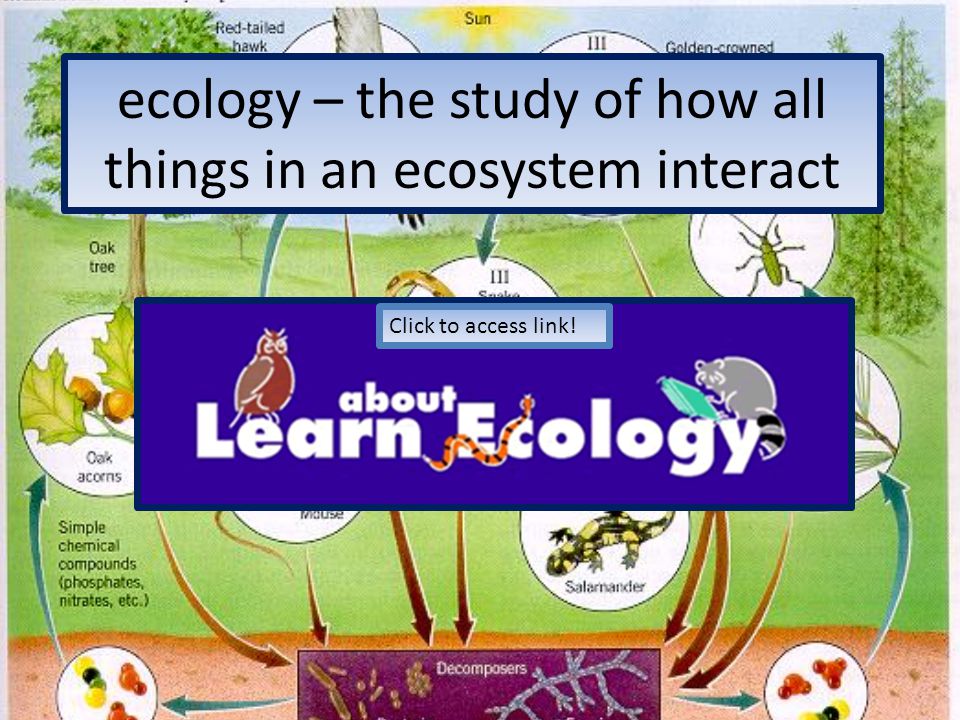 ecology – the study of how all things in an ecosystem interact