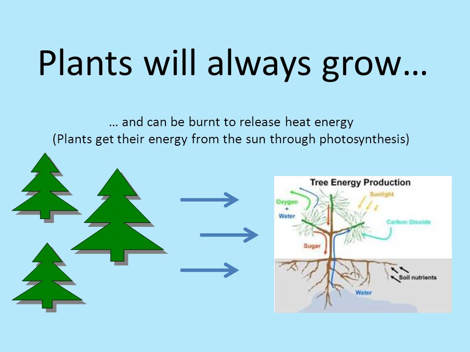 Plants will always grow…