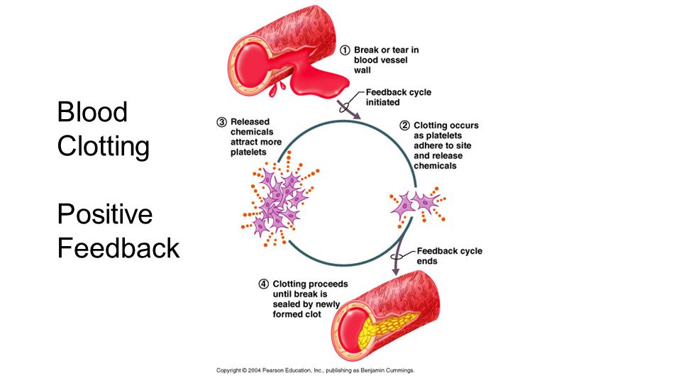 Positive Feedback Mechanism Blood Clotting Vrogue co positive-feedback-mechanism-blood-clotting-vrogue-co