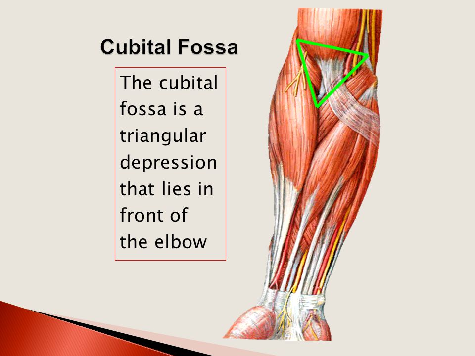 Arm Cubital Fossa Elbow Joint Ppt Video Online Download