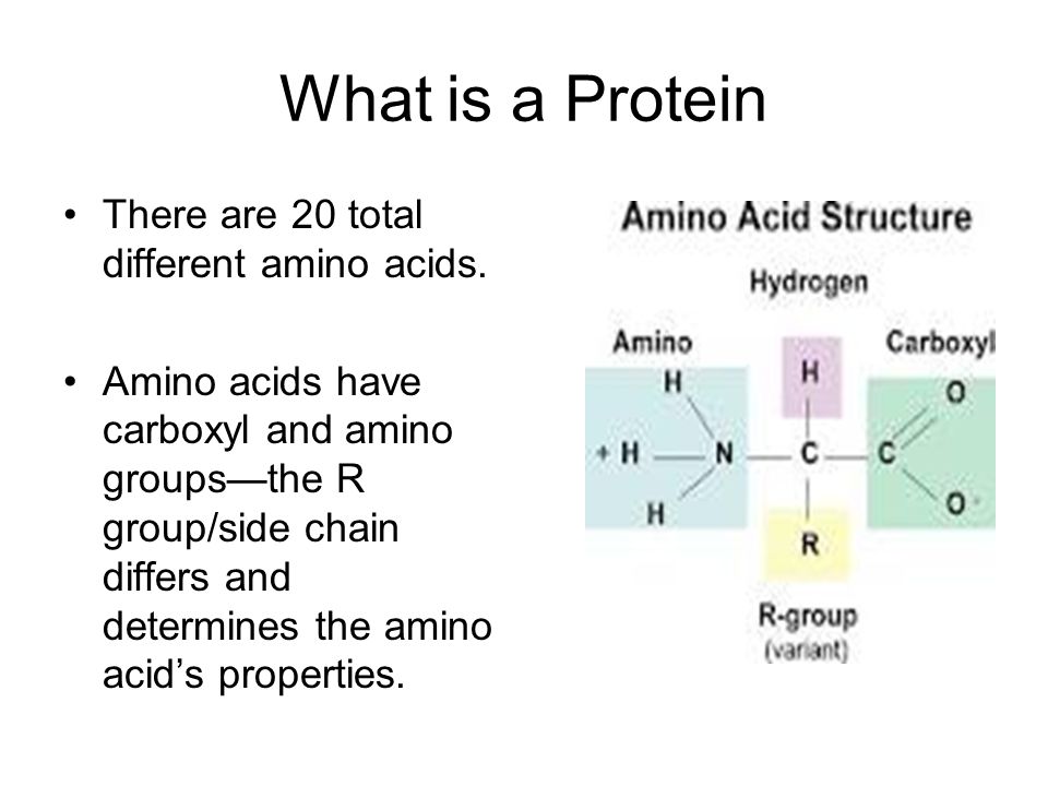 What is a Protein There are 20 total different amino acids.