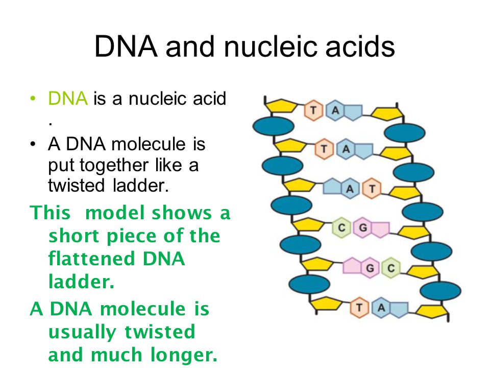 DNA and nucleic acids DNA is a nucleic acid .