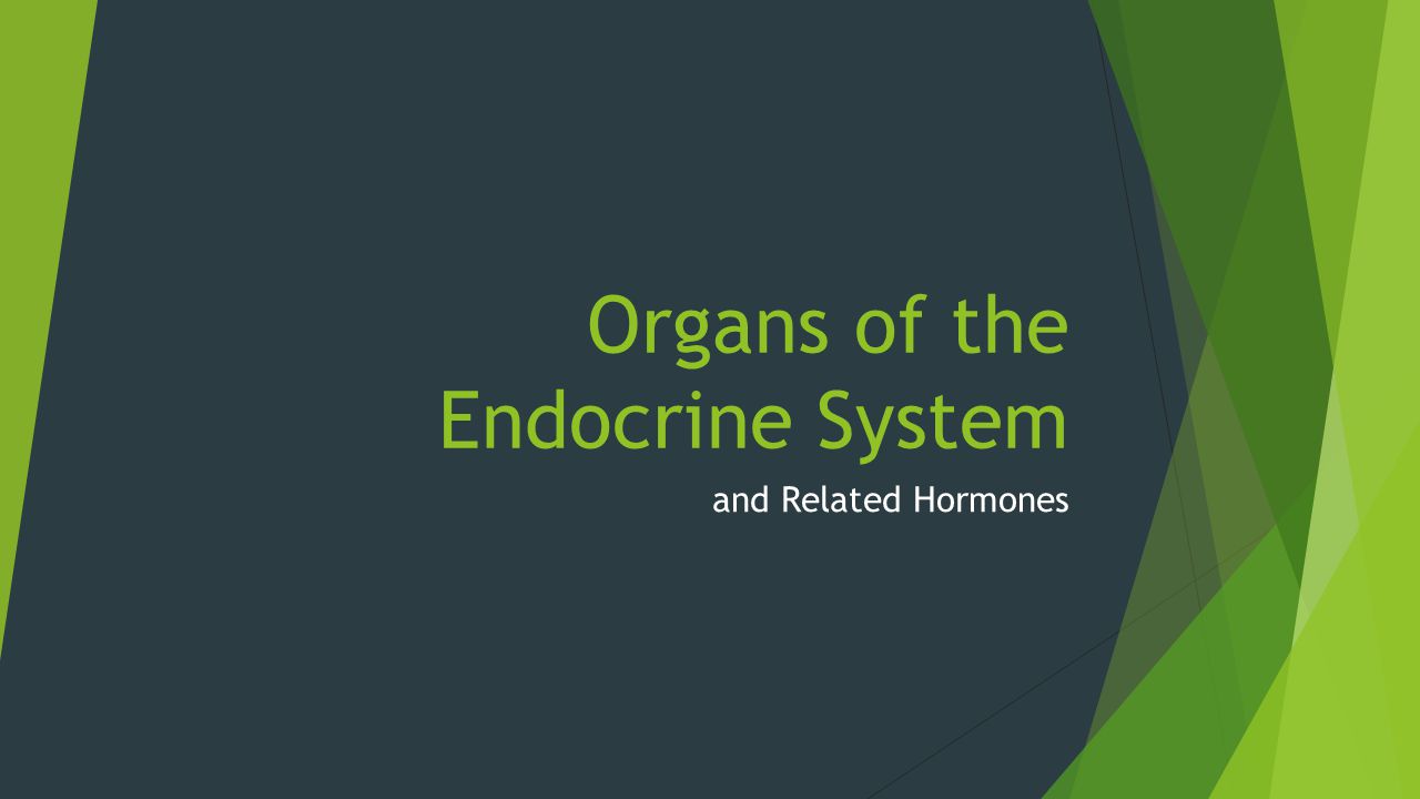 Organs of the Endocrine System