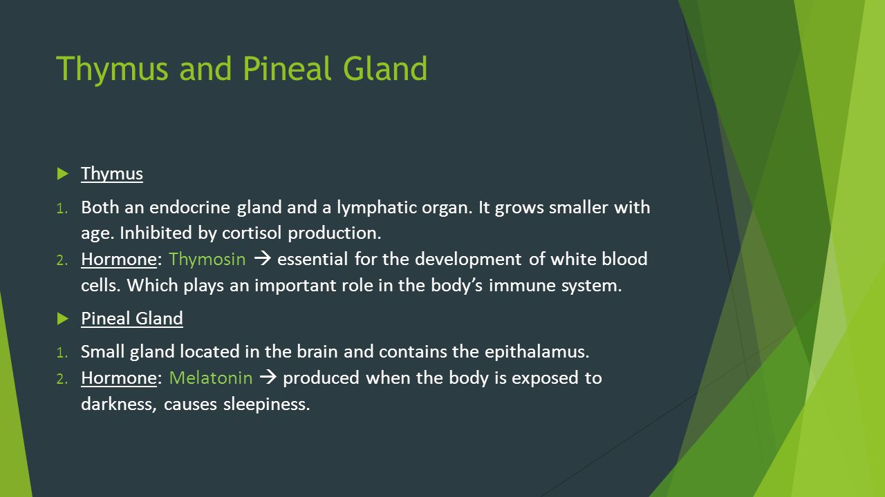 Thymus and Pineal Gland