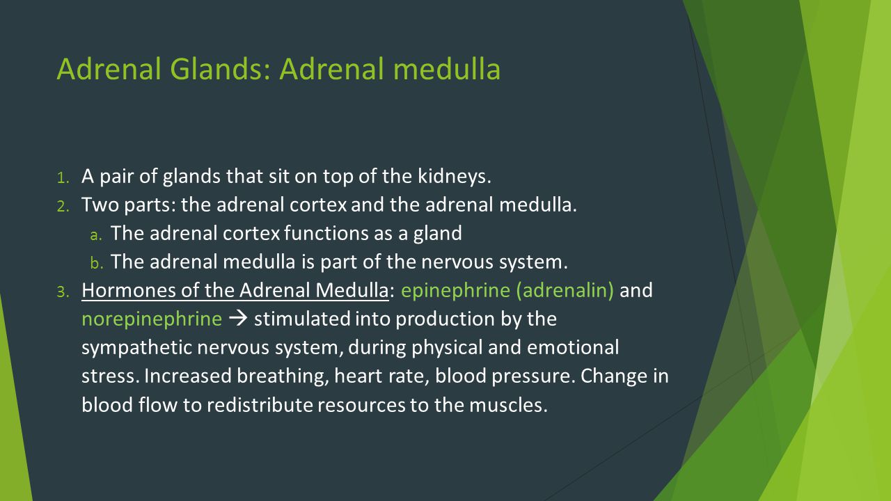 Adrenal Glands: Adrenal medulla