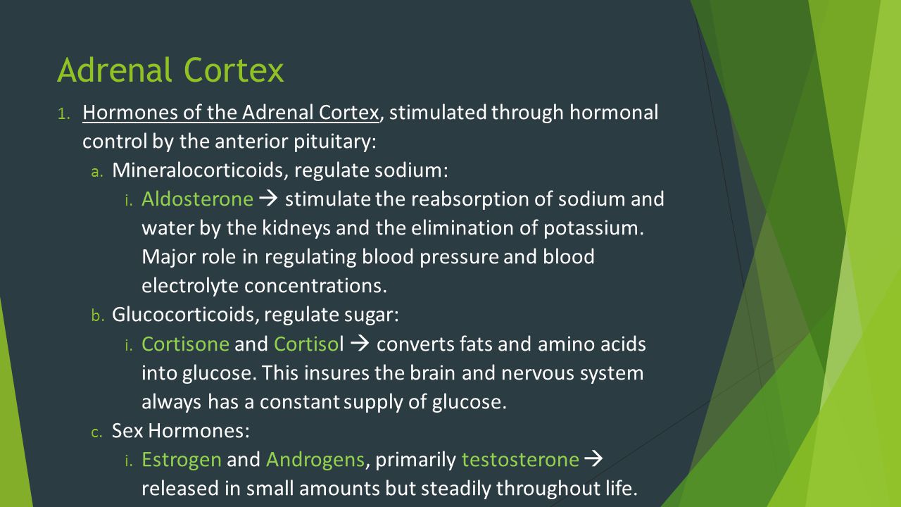 Adrenal Cortex Hormones of the Adrenal Cortex, stimulated through hormonal control by the anterior pituitary: