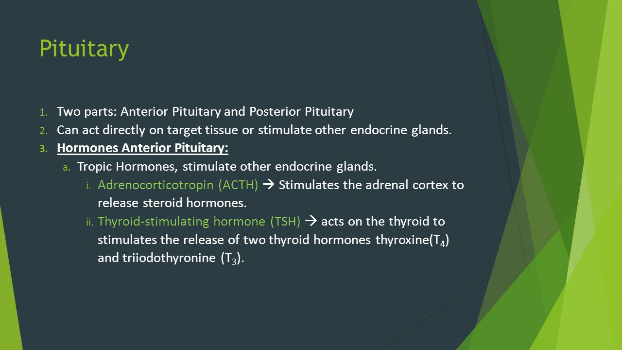 Pituitary Two parts: Anterior Pituitary and Posterior Pituitary