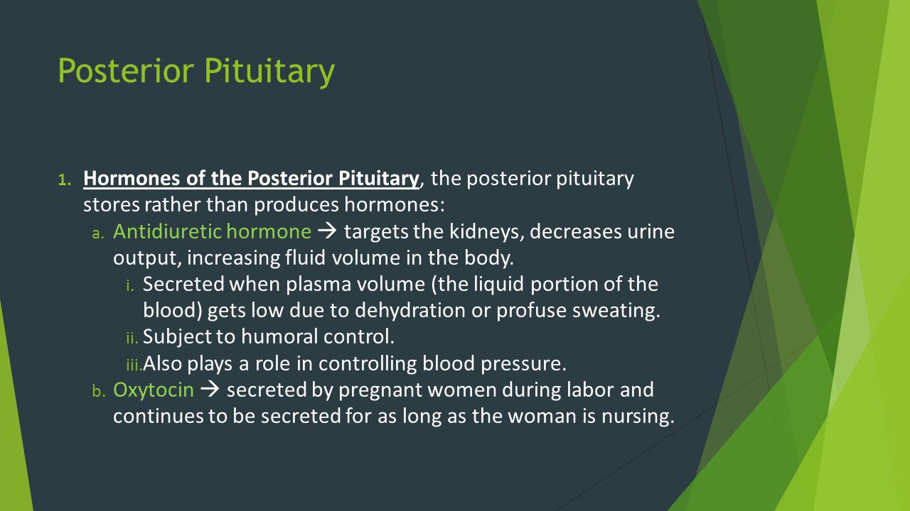 Posterior Pituitary Hormones of the Posterior Pituitary, the posterior pituitary stores rather than produces hormones: