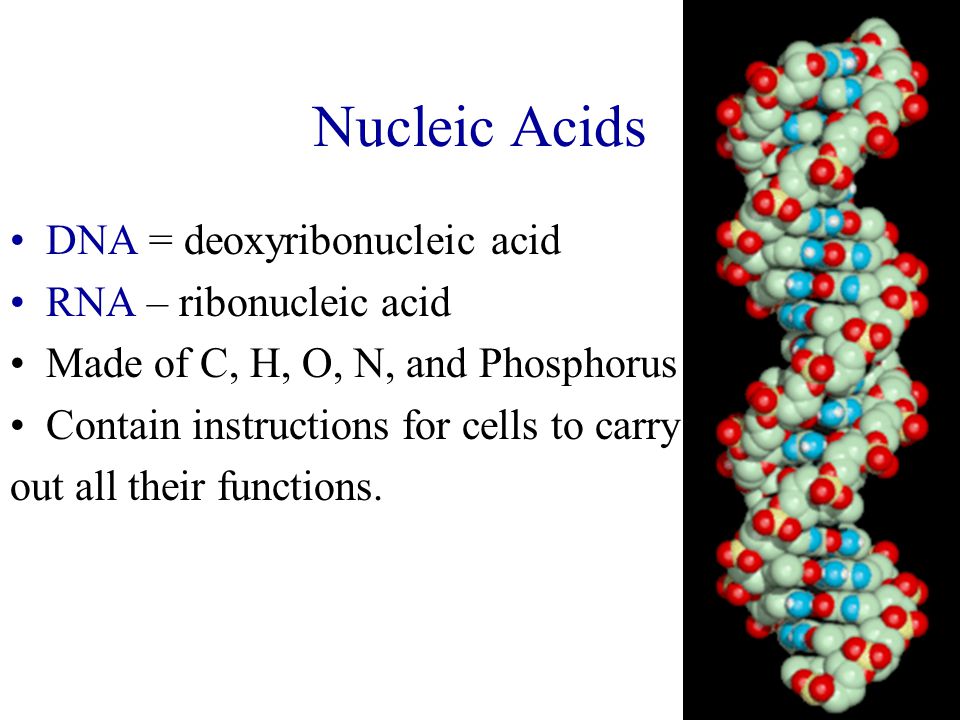 Nucleic Acids DNA = deoxyribonucleic acid RNA – ribonucleic acid