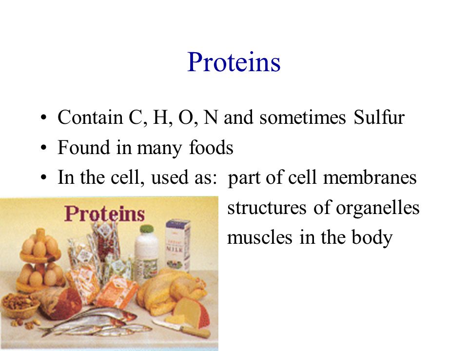 Proteins Contain C, H, O, N and sometimes Sulfur Found in many foods