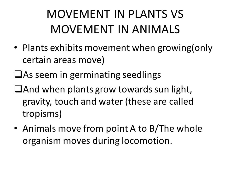 MOVEMENT and SUPPORT in ANIMALS - ppt download