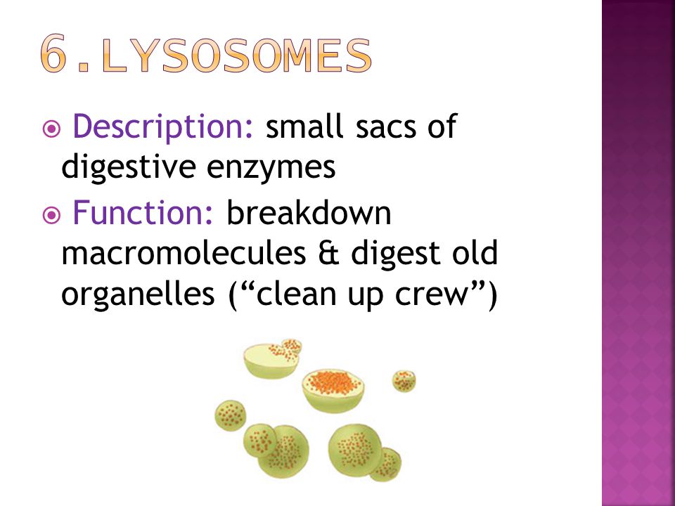 6.Lysosomes Description: small sacs of digestive enzymes