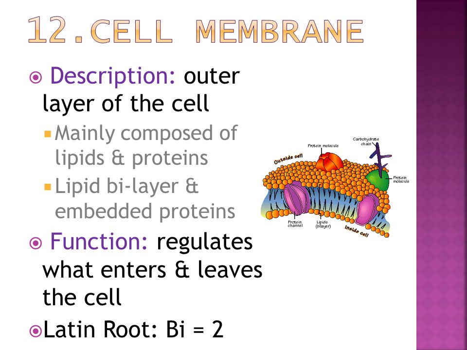 12.Cell Membrane Description: outer layer of the cell