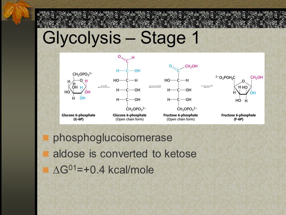 Gluconeogenesis - Glycolysis and download ppt download Glycolysis ppt - and Gluconeogenesis