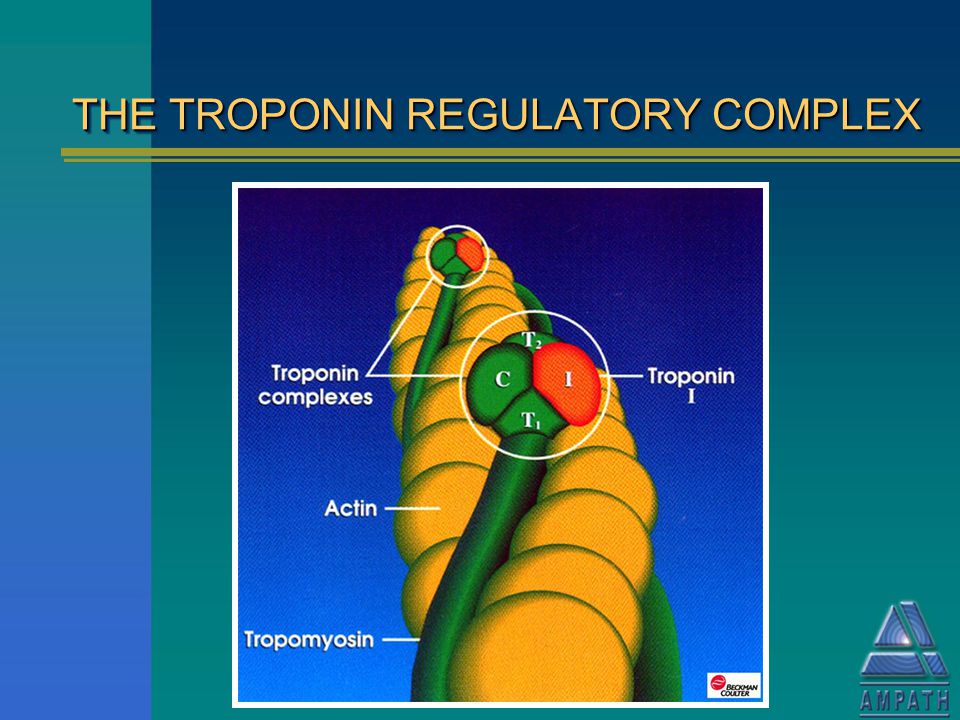 THE TROPONIN REGULATORY COMPLEX