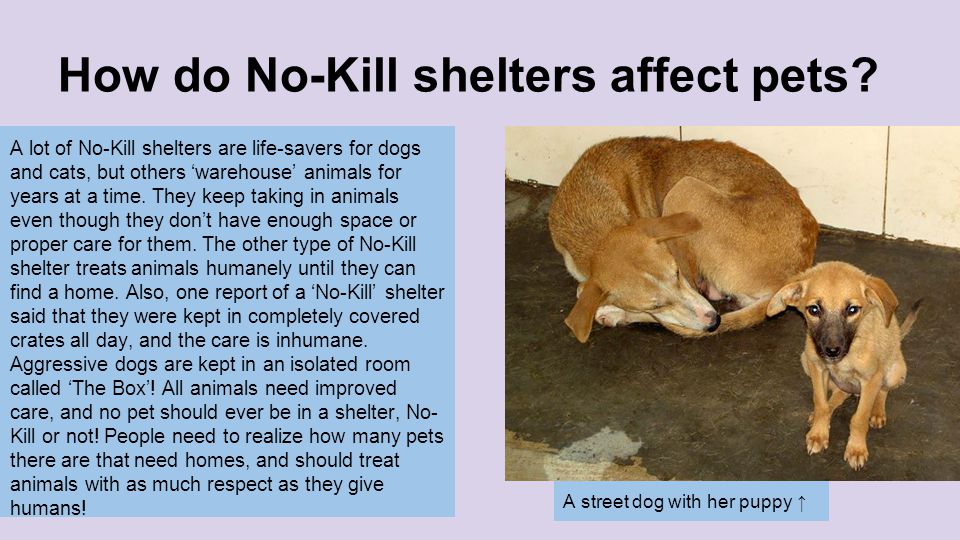 How do No-Kill shelters affect pets