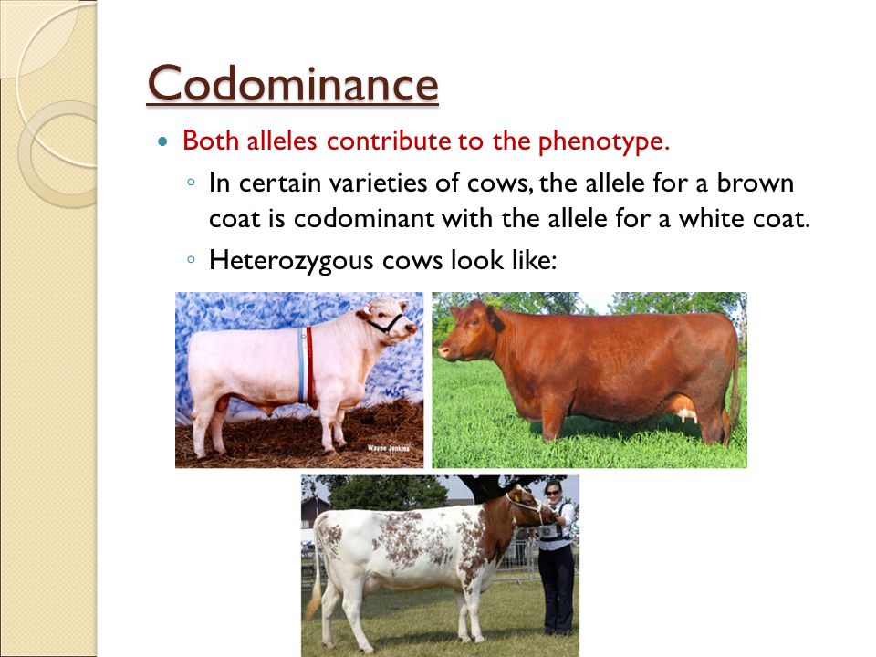 Codominance Both alleles contribute to the phenotype.