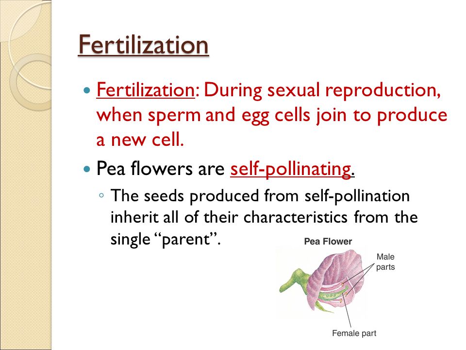 Fertilization Fertilization: During sexual reproduction, when sperm and egg cells join to produce a new cell.