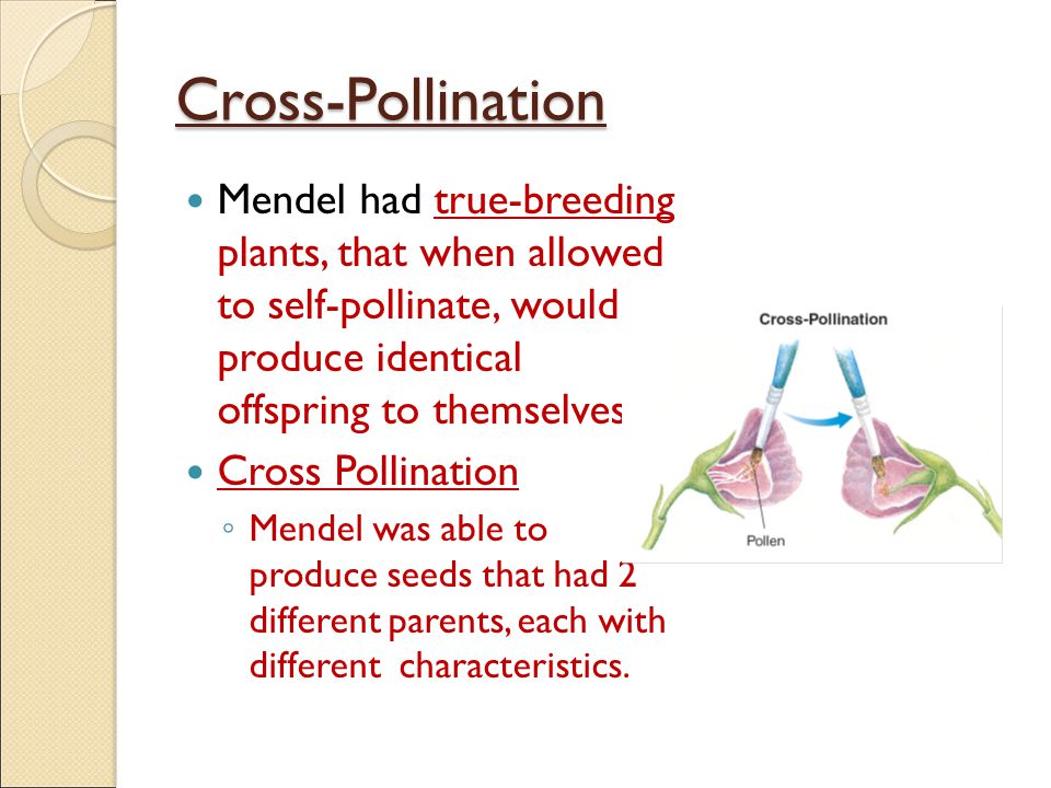 Cross-Pollination Mendel had true-breeding plants, that when allowed to self-pollinate, would produce identical offspring to themselves.