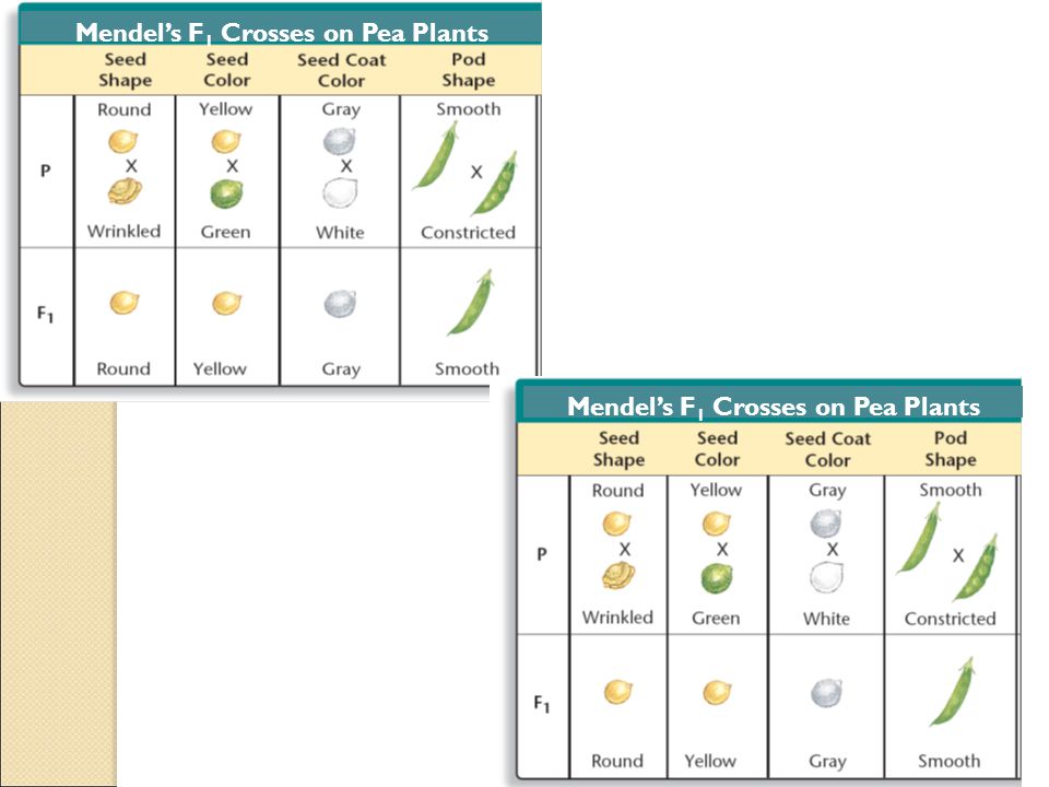 Mendel’s F1 Crosses on Pea Plants Mendel’s F1 Crosses on Pea Plants