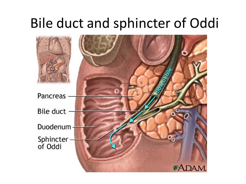 Gallbladder and SOO 02a - Overview of the Extrahepatic Biliary Tree Anatomy - Ro