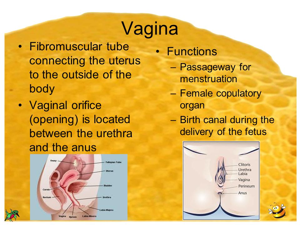 Vagina Fibromuscular tube connecting the uterus to the outside of the body. Vaginal orifice (opening) is located between the urethra and the anus.