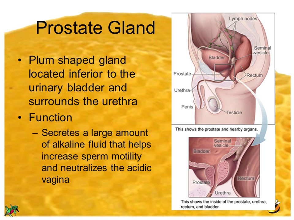 Prostate Gland Plum shaped gland located inferior to the urinary bladder and surrounds the urethra.