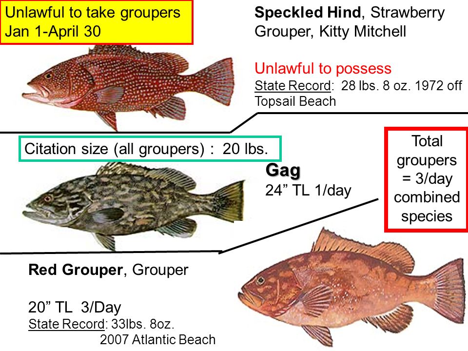 Nc Fish Identification Ppt Video Online Download Nc Fish Identification Ppt Video Online Download