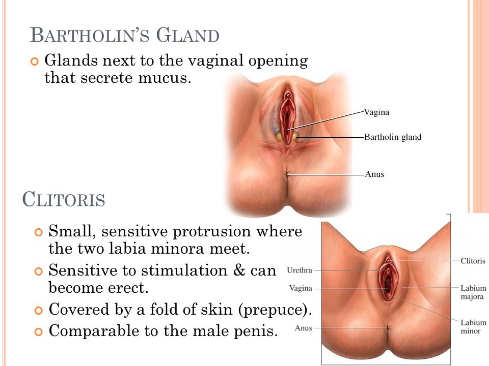 Estradiol oral