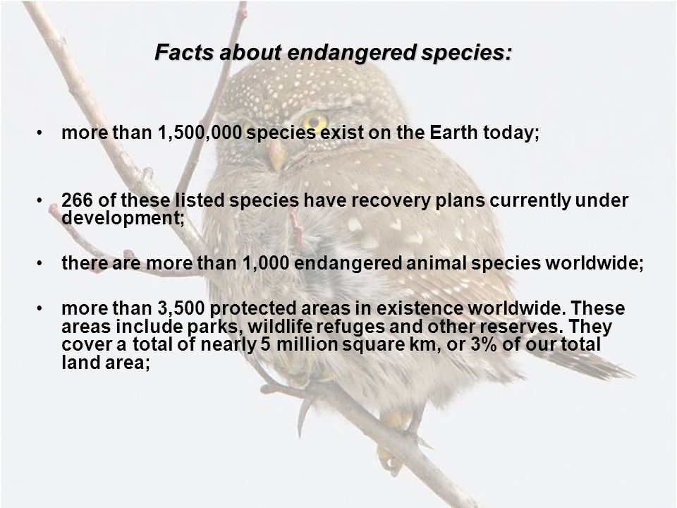 ENDANGERED SPECIES Endangered Species. - ppt video online download