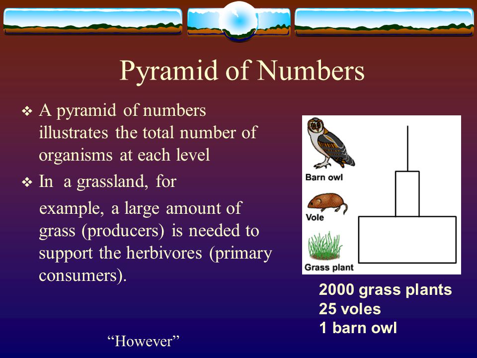 Pyramid of Numbers A pyramid of numbers illustrates the total number of organisms at each level. In a grassland, for.