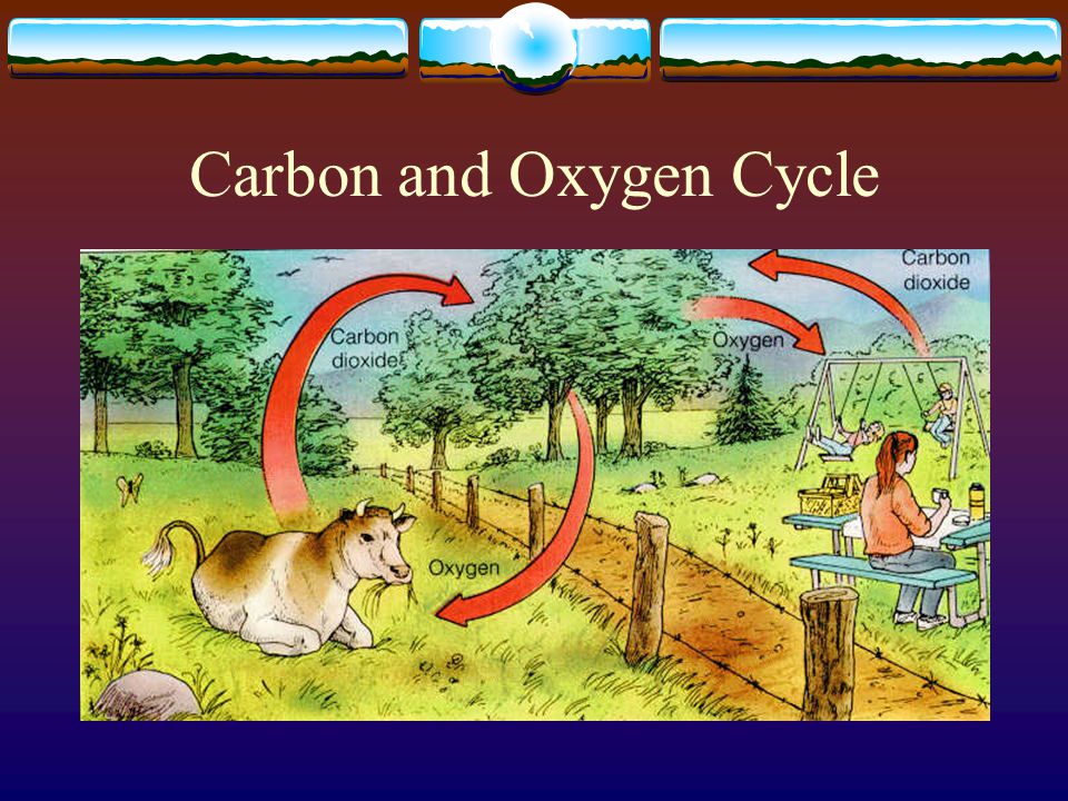Carbon and Oxygen Cycle