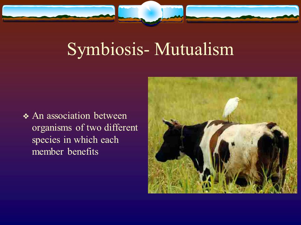 Symbiosis- Mutualism An association between organisms of two different species in which each member benefits.