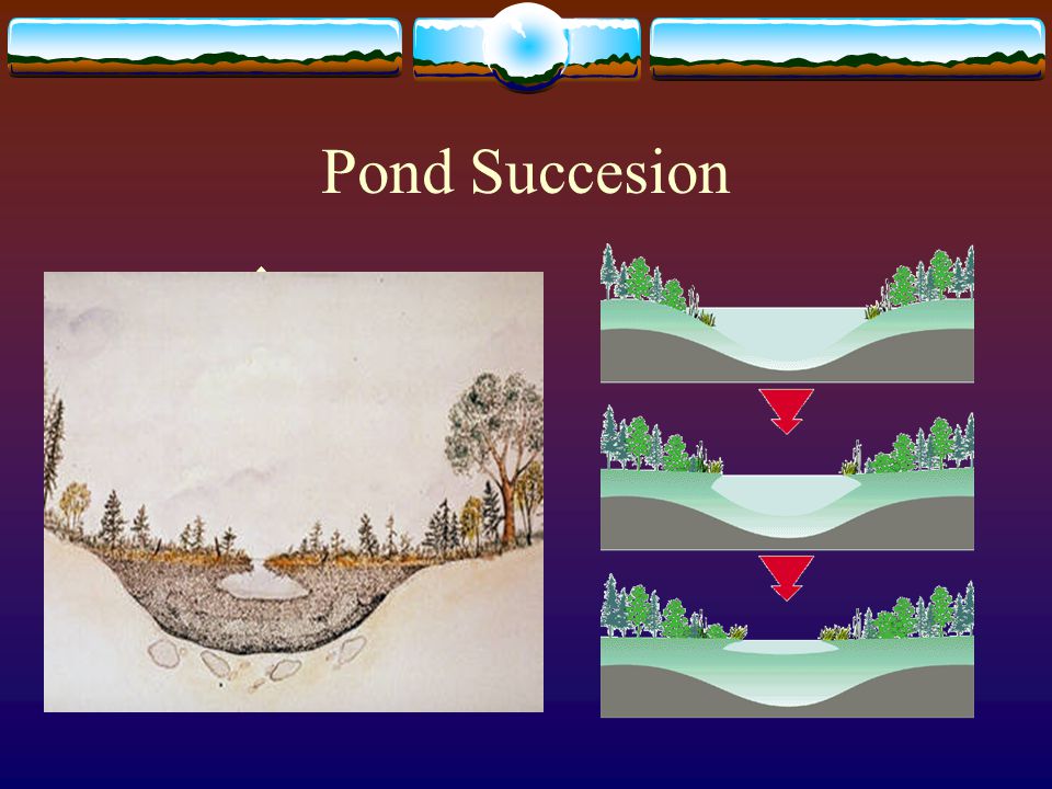 Pond Succesion