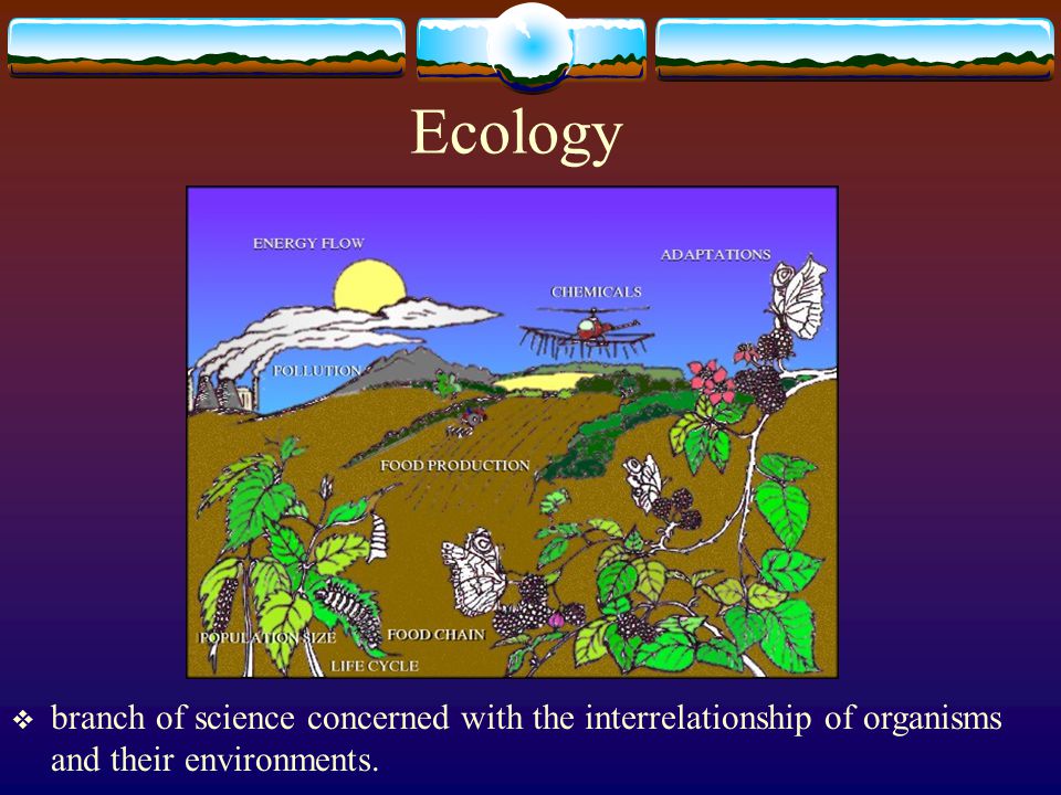 Ecology branch of science concerned with the interrelationship of organisms and their environments.