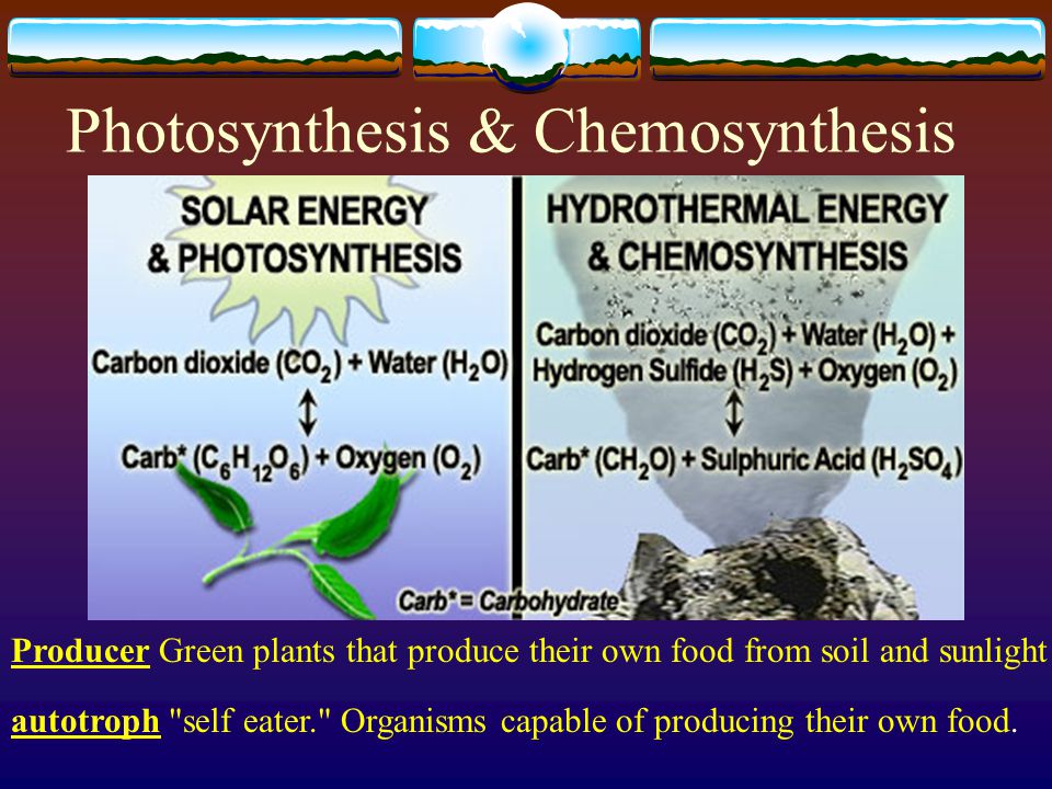 Photosynthesis & Chemosynthesis