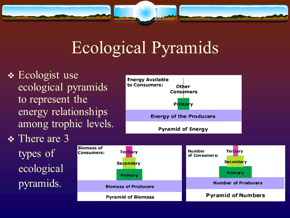 Ecological Pyramids Ecologist use ecological pyramids to represent the energy relationships among trophic levels.