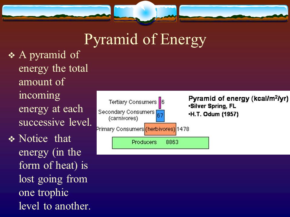 Pyramid of Energy A pyramid of energy the total amount of incoming energy at each successive level.