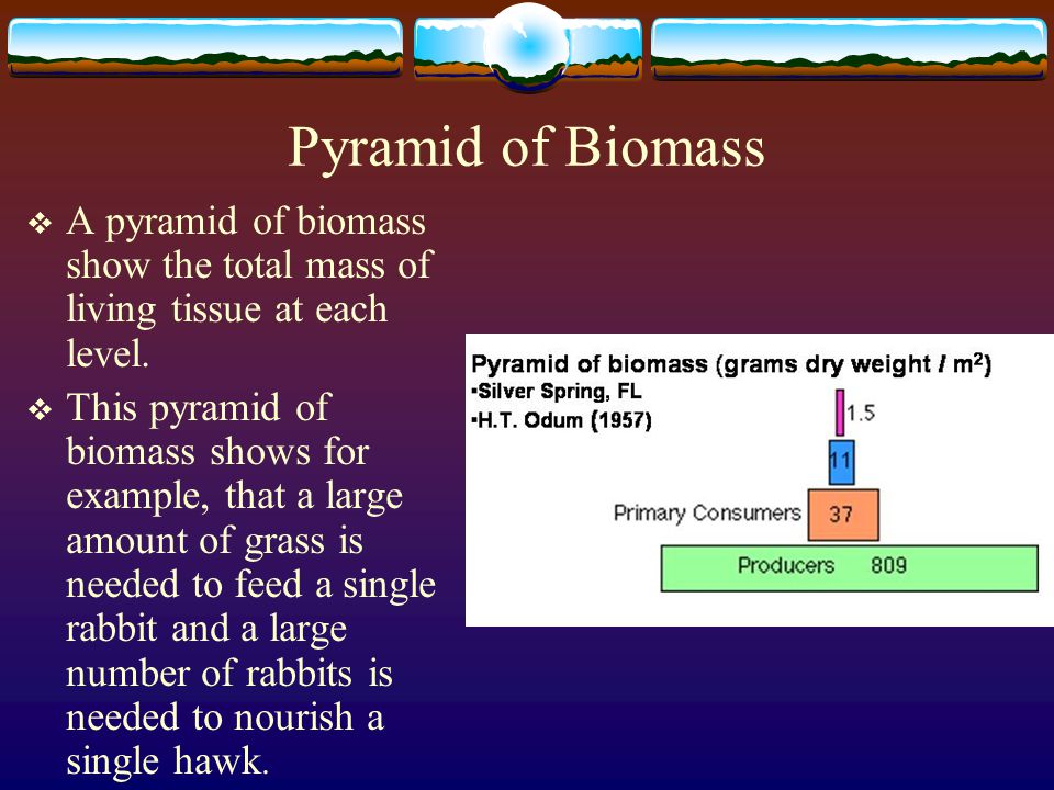 Pyramid of Biomass A pyramid of biomass show the total mass of living tissue at each level.