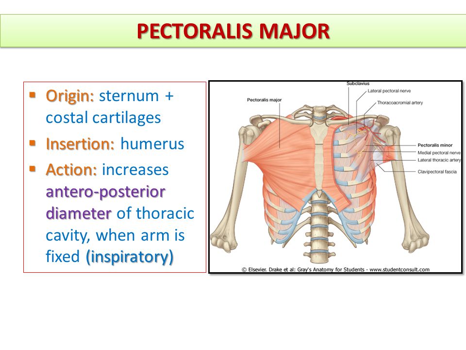 PECTORALIS MAJOR Origin: sternum + costal cartilages.