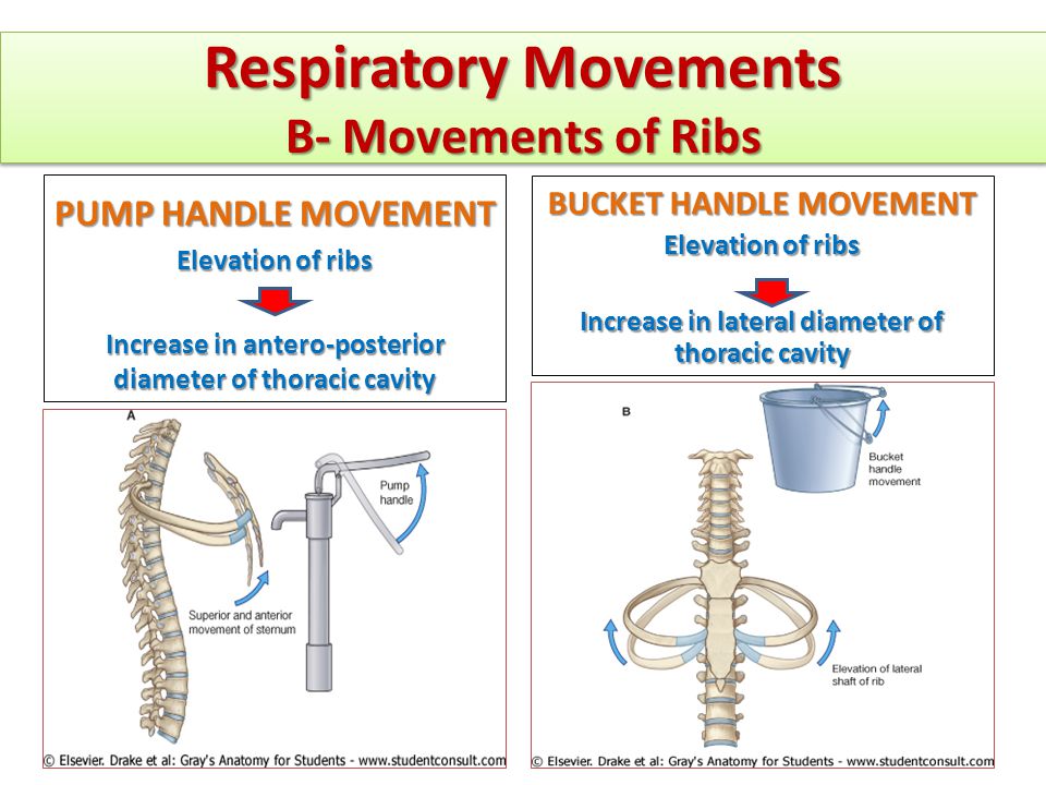 MUSCLES INVOLVED IN RESPIRATION - ppt video online download