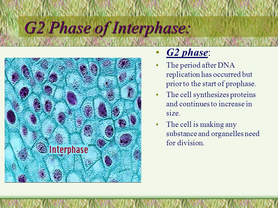 ppt video online download Biology Diagrams