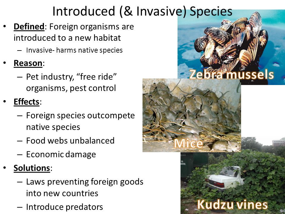 Introduced (& Invasive) Species