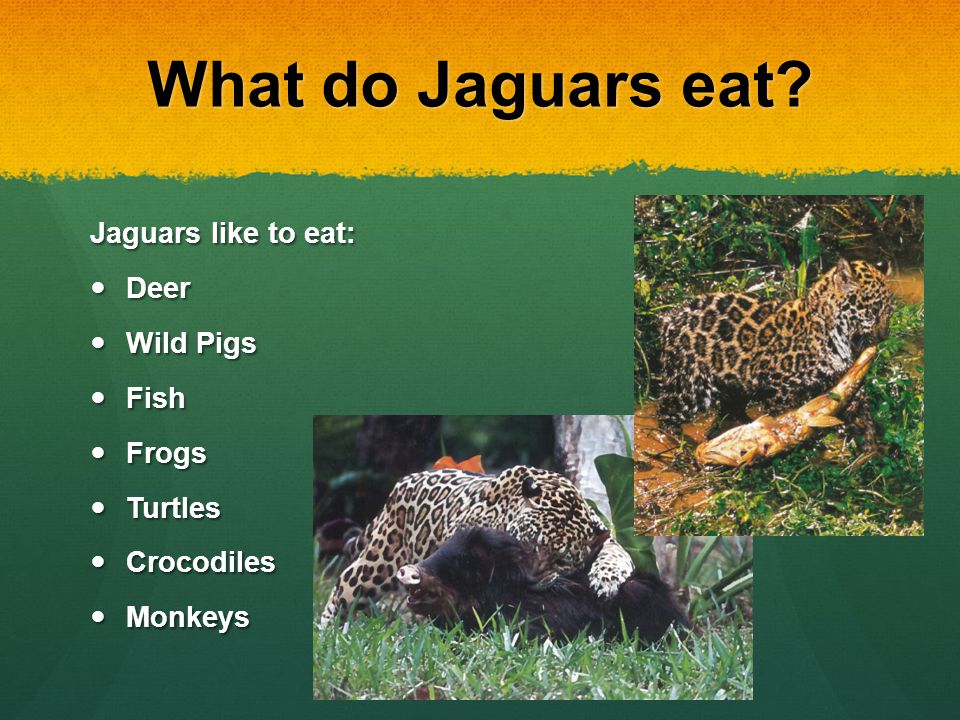 Jaguar Predation