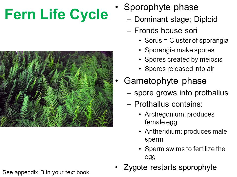 Fern Life Cycle Sporophyte phase Gametophyte phase
