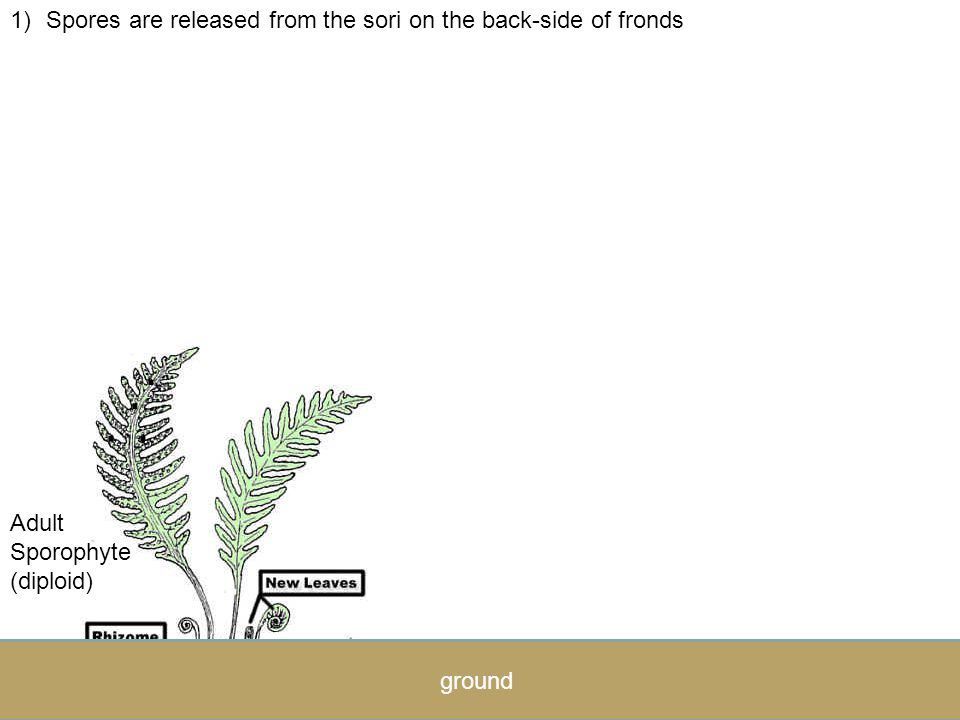 Spores are released from the sori on the back-side of fronds