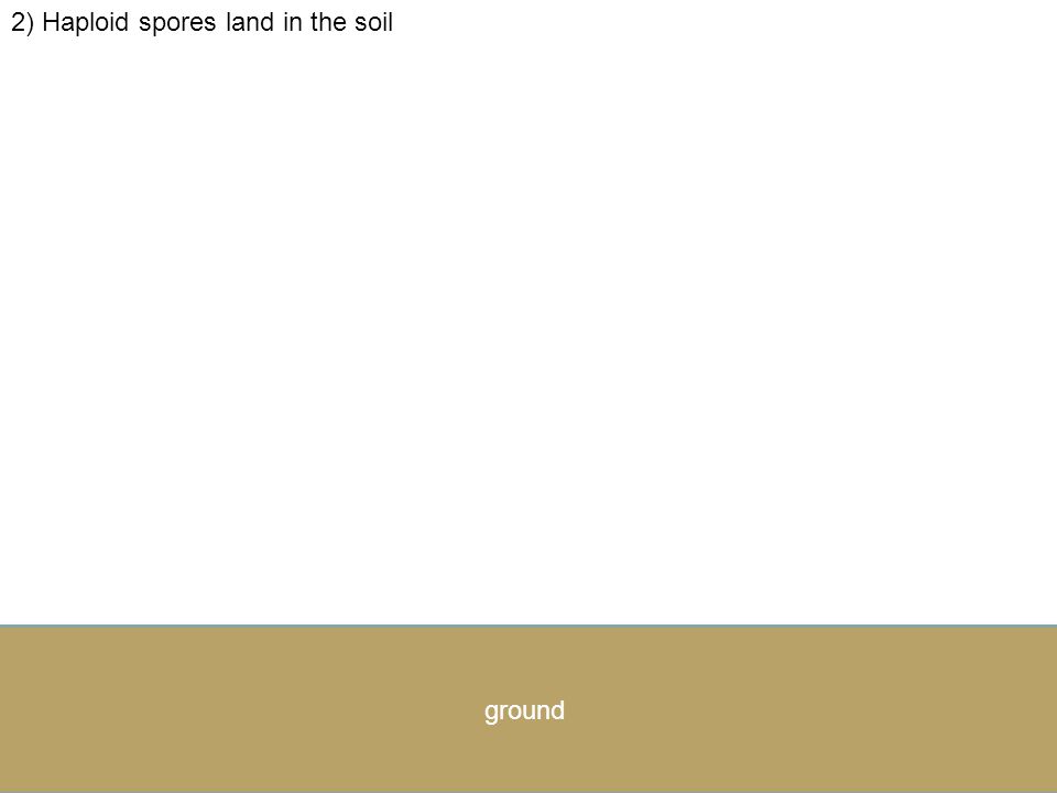 2) Haploid spores land in the soil